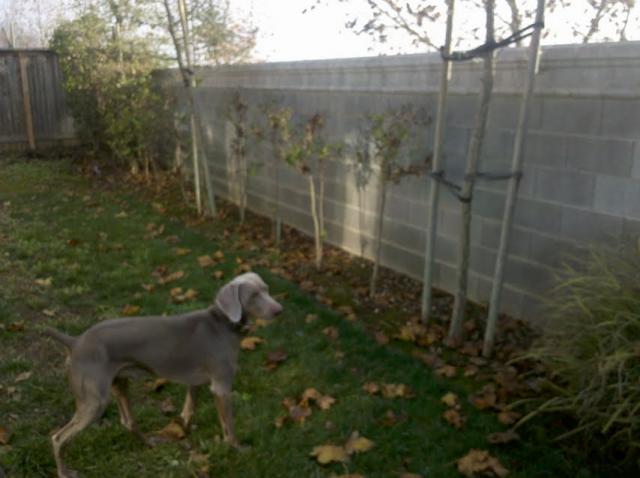 Backyard 4